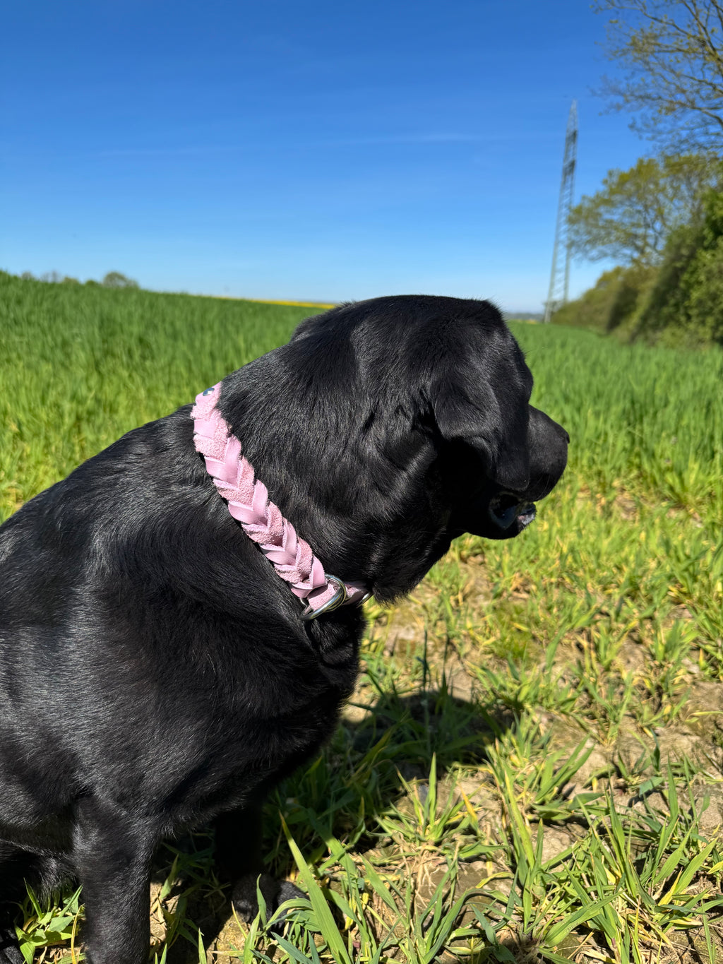 Fettleder Zugstopp Halsband